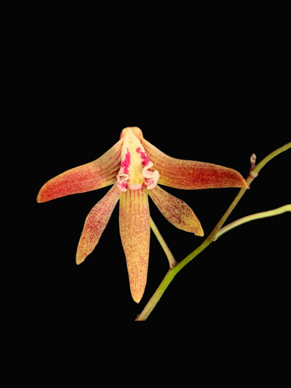 Dendrobium Papuan Embers 'Dark' x Duffy 'Tumbi' #11