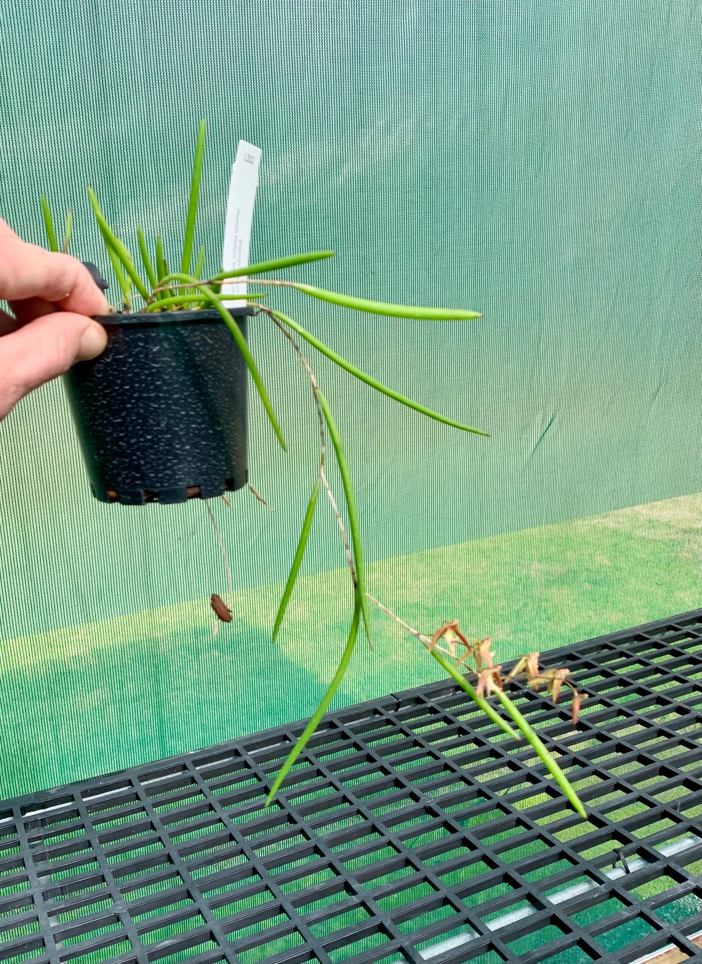 Dendrobium Papuan Embers 'Dark' x Duffy 'Tumbi' #11