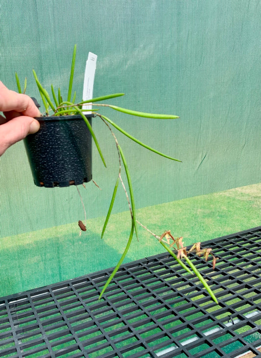 Dendrobium Papuan Embers 'Dark' x Duffy 'Tumbi' #11