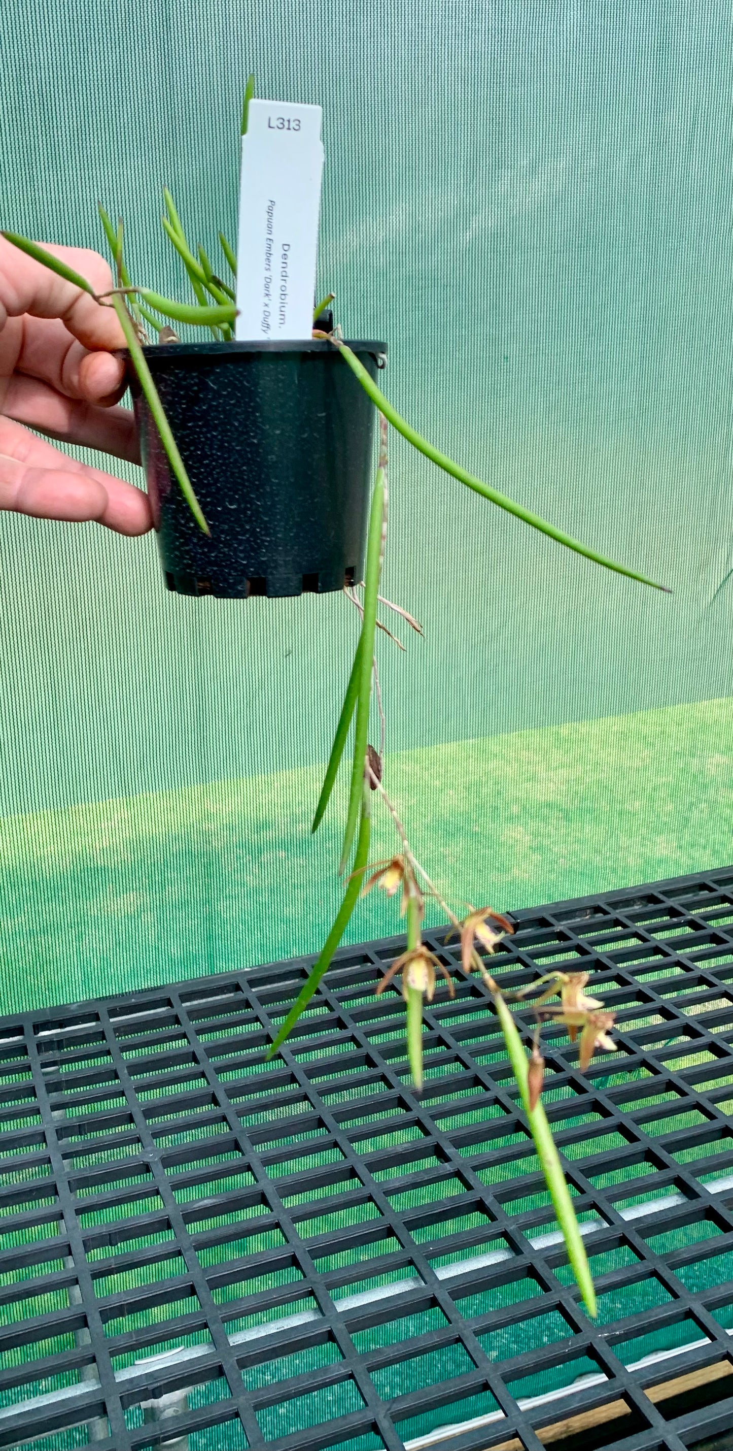 Dendrobium Papuan Embers 'Dark' x Duffy 'Tumbi' #11