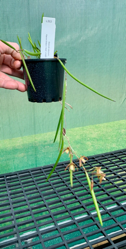 Dendrobium Papuan Embers 'Dark' x Duffy 'Tumbi' #11