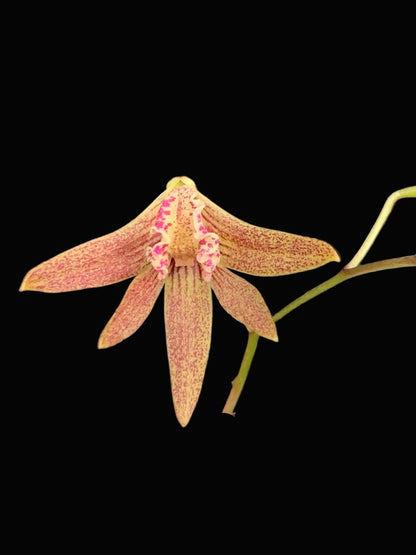 Dendrobium Papuan Embers 'Dark' x Duffy 'Tumbi' #12