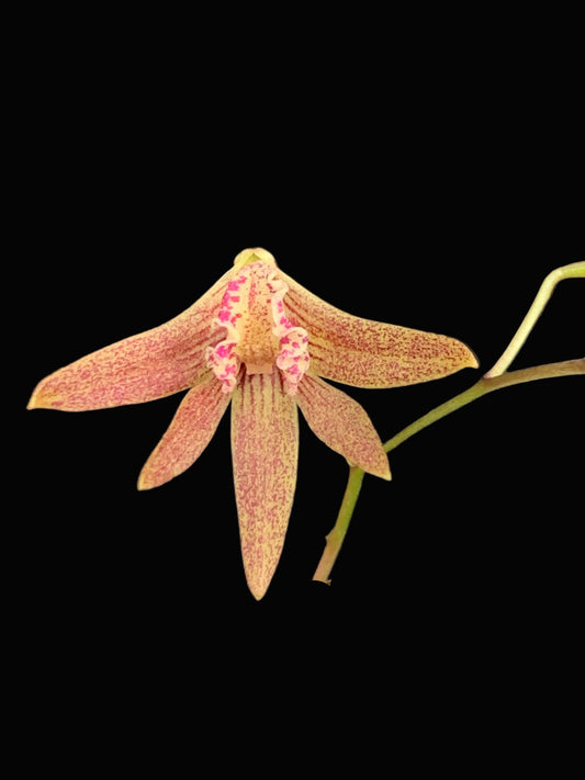 Dendrobium Papuan Embers 'Dark' x Duffy 'Tumbi' #12