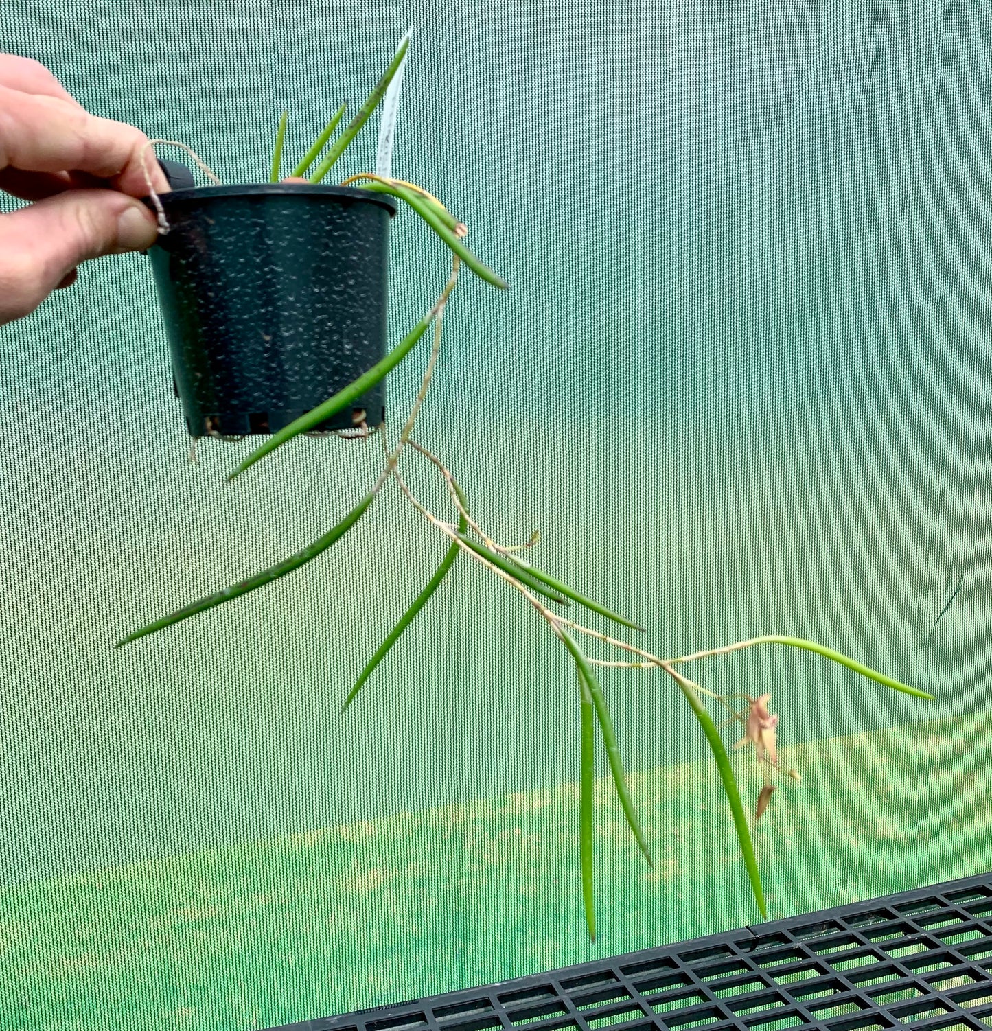 Dendrobium Papuan Embers 'Dark' x Duffy 'Tumbi' #12