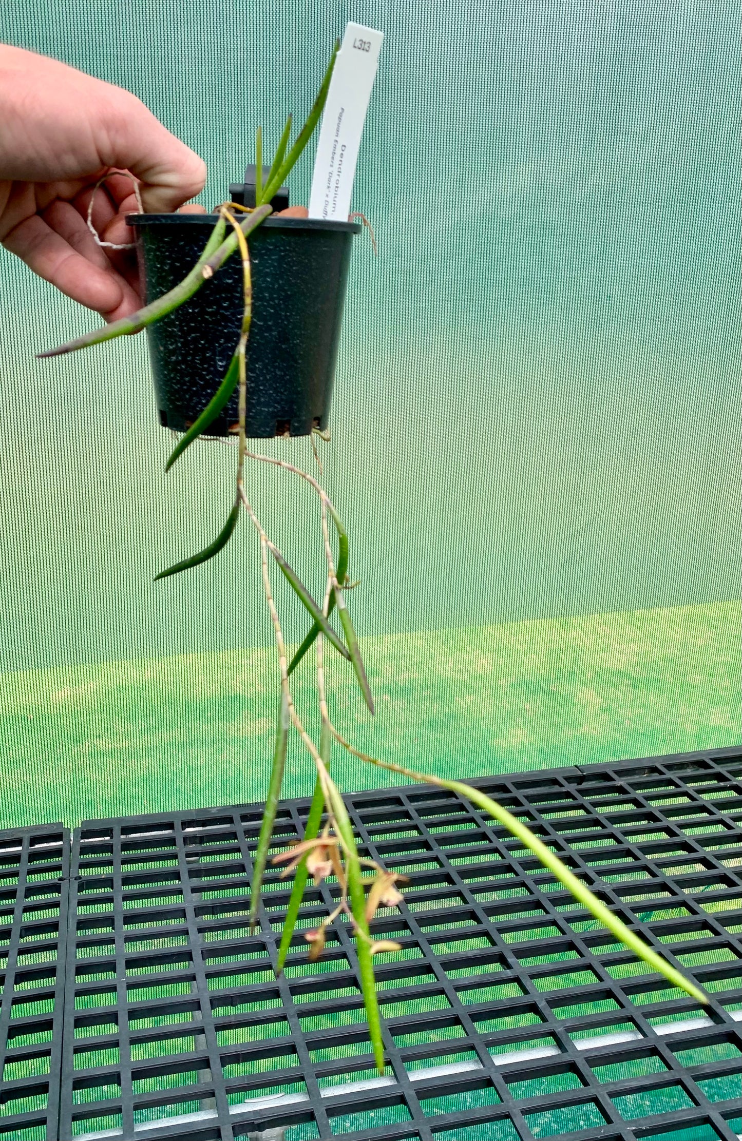 Dendrobium Papuan Embers 'Dark' x Duffy 'Tumbi' #12
