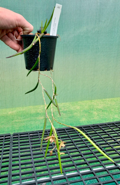 Dendrobium Papuan Embers 'Dark' x Duffy 'Tumbi' #12
