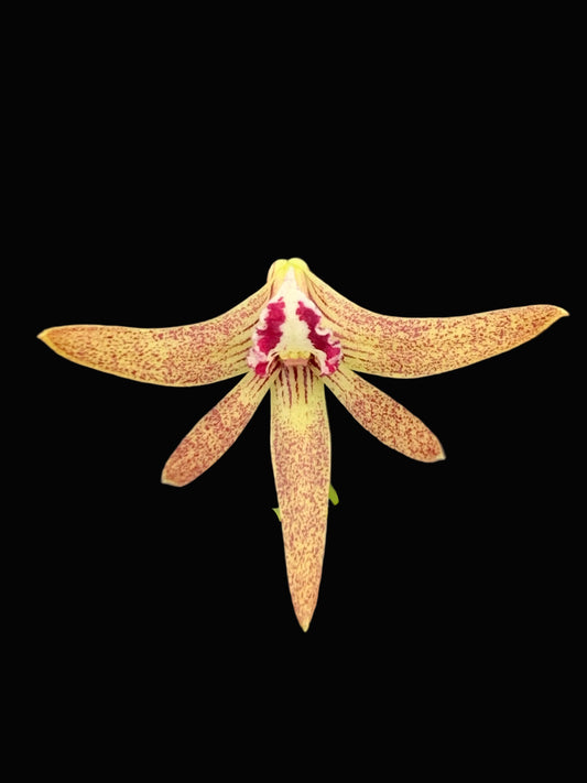 Dendrobium Papuan Embers 'Dark' x Duffy 'Tumbi'  #13