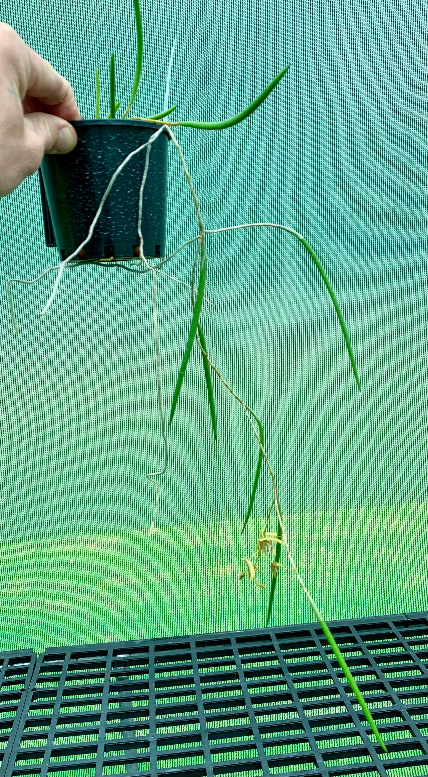 Dendrobium Papuan Embers 'Dark' x Duffy 'Tumbi'  #13