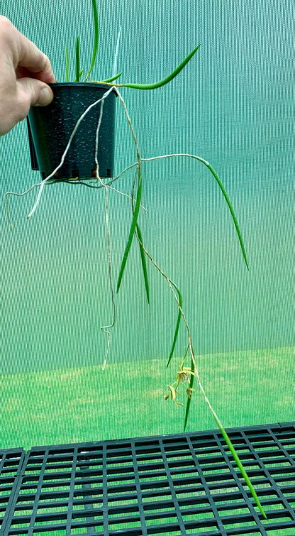 Dendrobium Papuan Embers 'Dark' x Duffy 'Tumbi'  #13