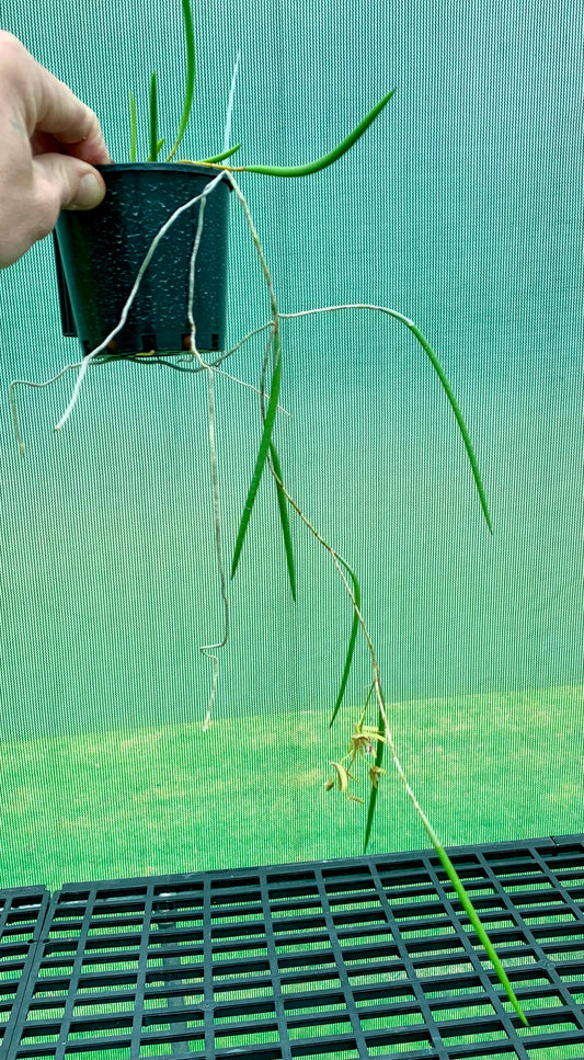 Dendrobium Papuan Embers 'Dark' x Duffy 'Tumbi'  #13