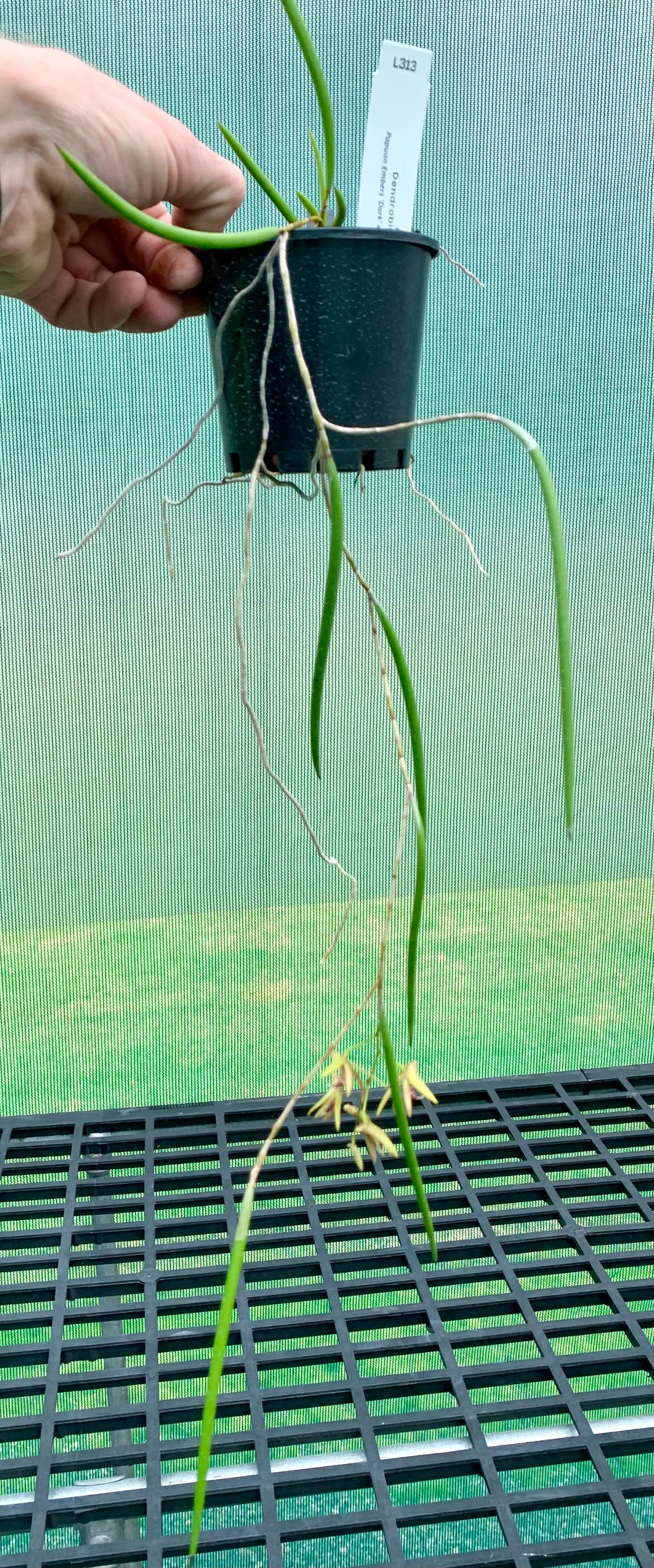 Dendrobium Papuan Embers 'Dark' x Duffy 'Tumbi'  #13