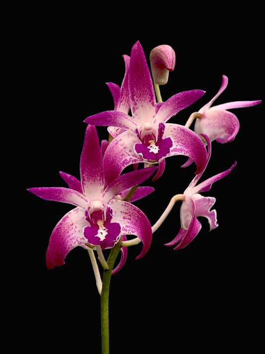 Dendrobium Vung-Tau 'Danielle' x Australian Rose Beauty 'Pink Delight' #1