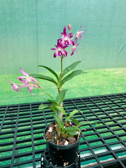 Dendrobium Vung-Tau 'Danielle' x Australian Rose Beauty 'Pink Delight' #1