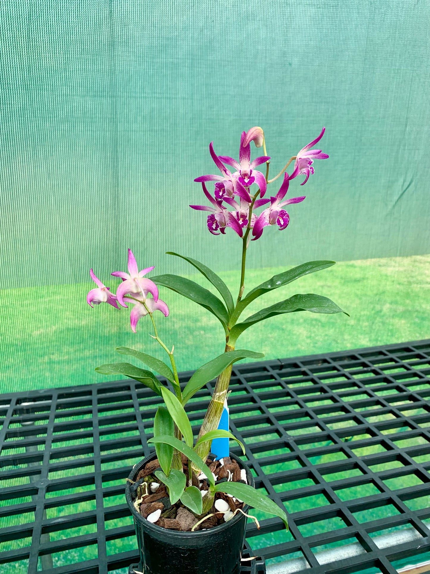 Dendrobium Vung-Tau 'Danielle' x Australian Rose Beauty 'Pink Delight' #1