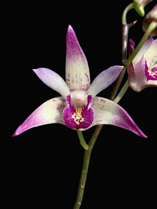 Dendrobium Vung-Tau 'Danielle' x Cobber 'Lavender & lime' #1