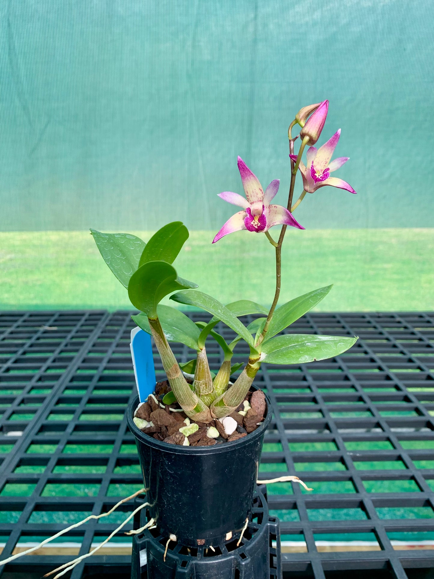 Dendrobium Vung-Tau 'Danielle' x Cobber 'Lavender & lime' #1