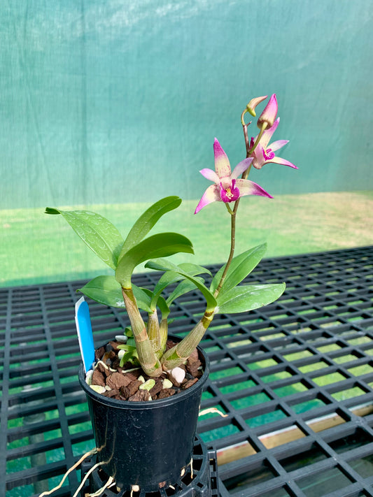 Dendrobium Vung-Tau 'Danielle' x Cobber 'Lavender & lime' #1