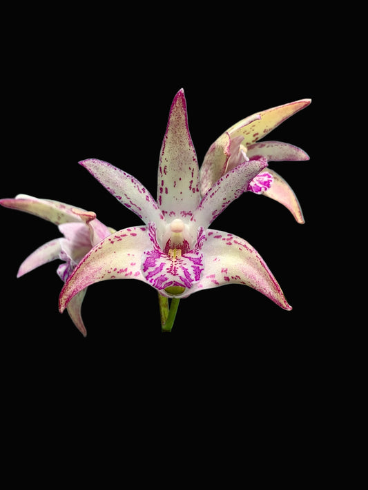 Dendrobium Vung-Tau 'Danielle' x Tooradin 'Massacre' #1