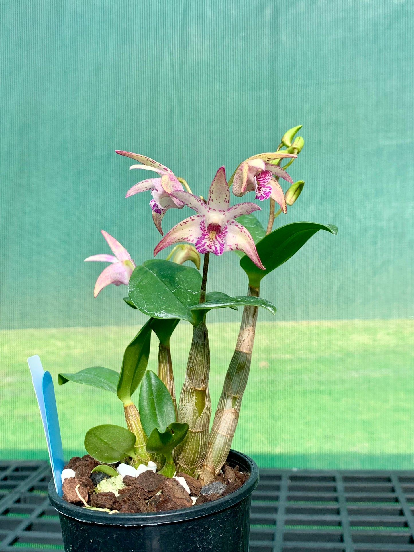 Dendrobium Vung-Tau 'Danielle' x Tooradin 'Massacre' #1