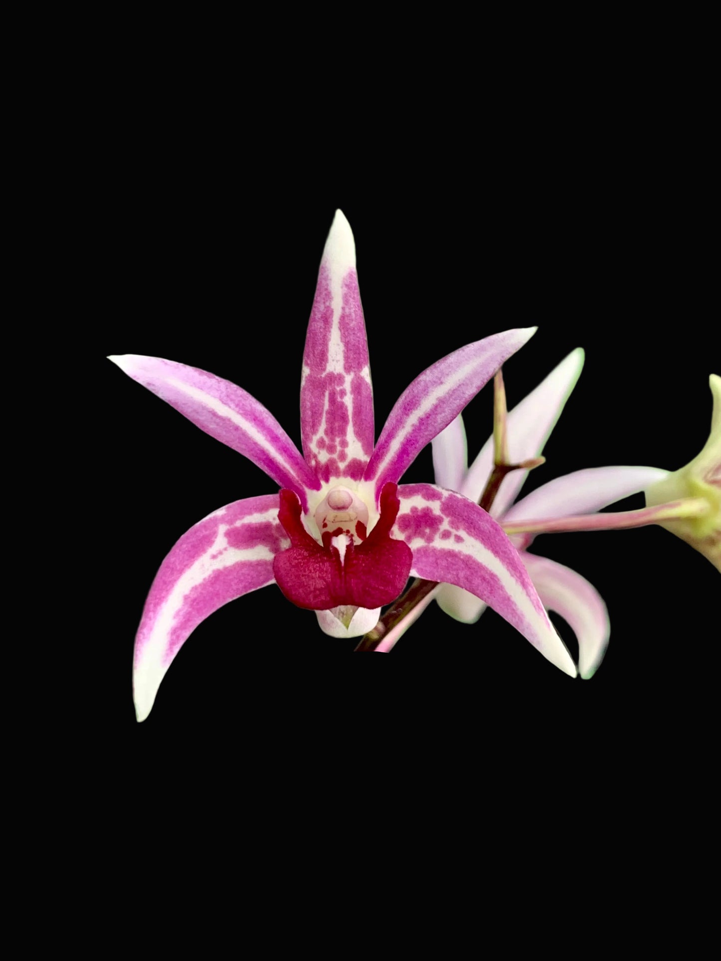 Dendrobium Starsheen 'Botanic Fireworks' x Australian Rhubarb Pie 'Henk wants' #1