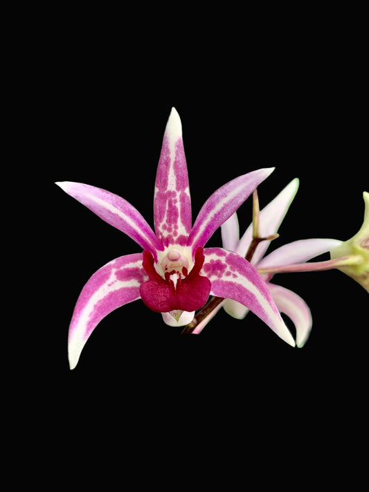 Dendrobium Starsheen 'Botanic Fireworks' x Australian Rhubarb Pie 'Henk wants' #1