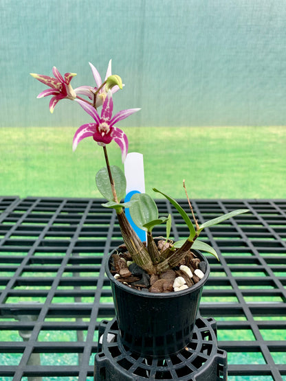 Dendrobium Starsheen 'Botanic Fireworks' x Australian Rhubarb Pie 'Henk wants' #1