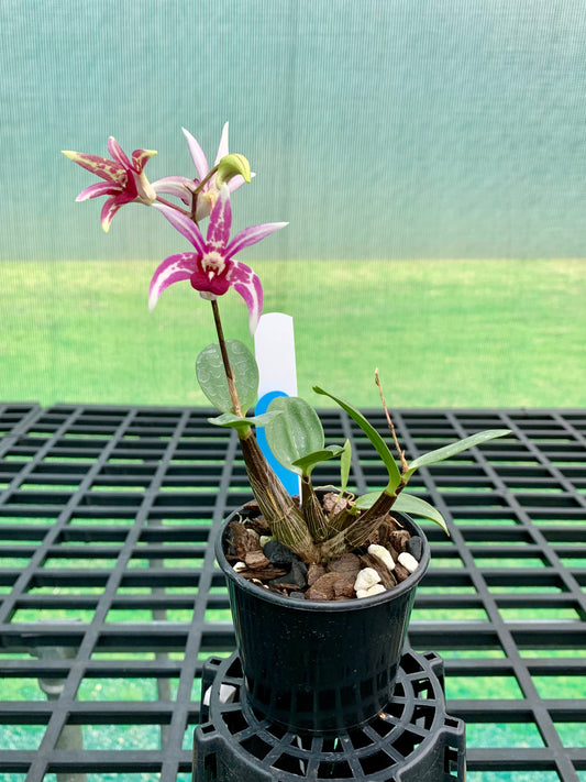 Dendrobium Starsheen 'Botanic Fireworks' x Australian Rhubarb Pie 'Henk wants' #1