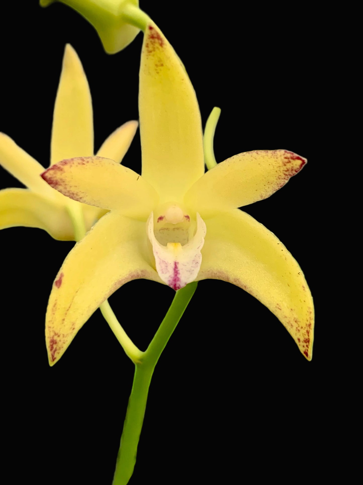 Dendrobium Jayden 'Sheen' x Dingadee Gold '#3' [ #1 ]
