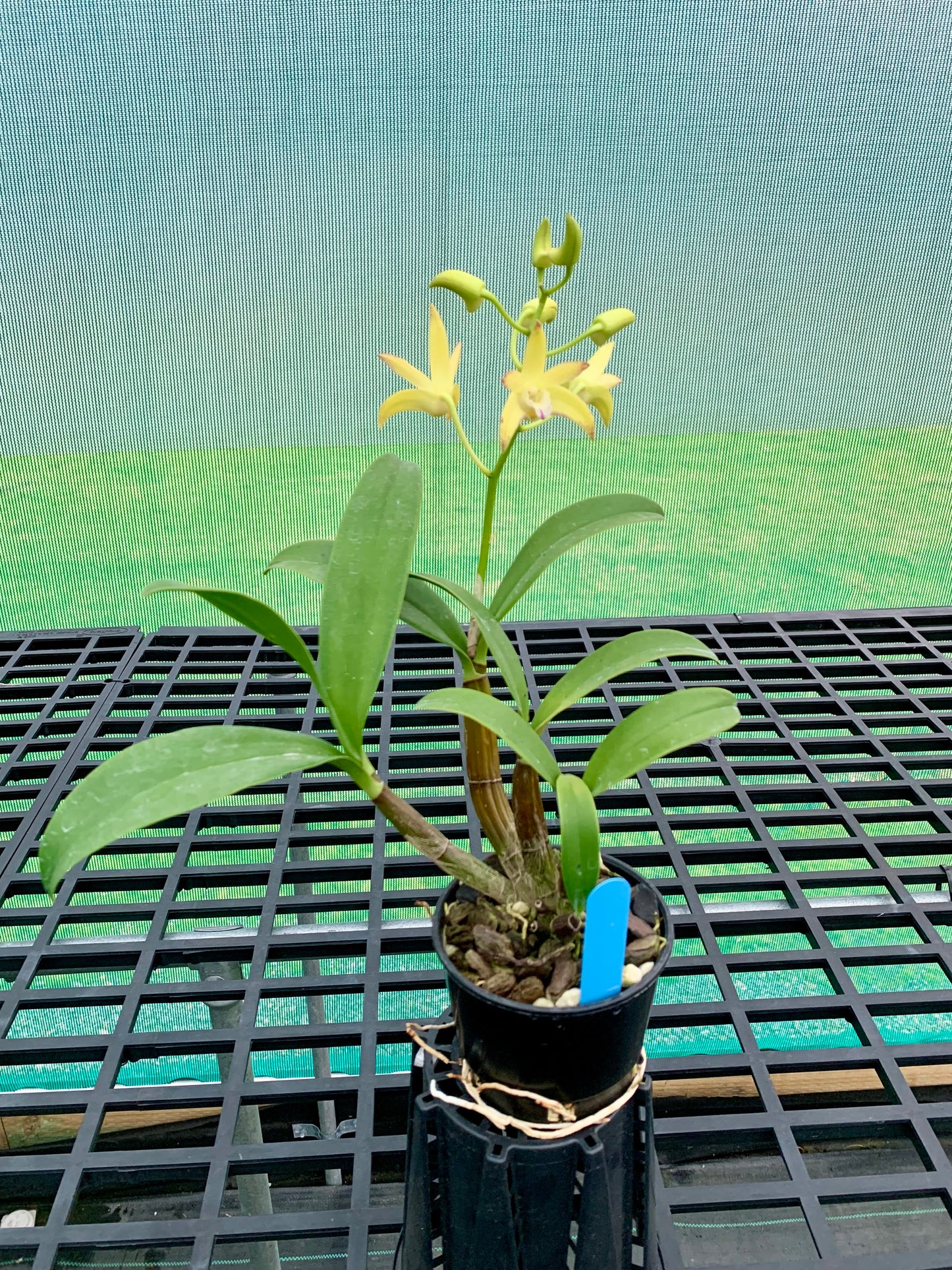 Dendrobium Jayden 'Sheen' x Dingadee Gold '#3' [ #1 ]