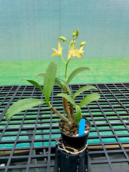 Dendrobium Jayden 'Sheen' x Dingadee Gold '#3' [ #1 ]