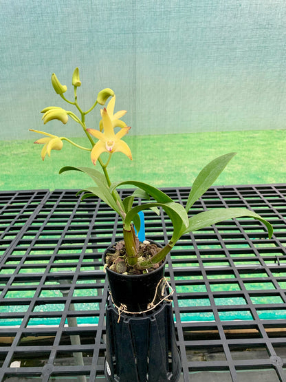 Dendrobium Jayden 'Sheen' x Dingadee Gold '#3' [ #1 ]