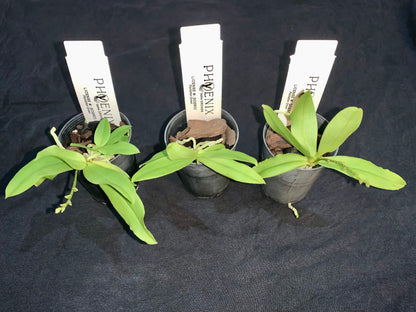 Peristerchilus Memoria Iris pendle