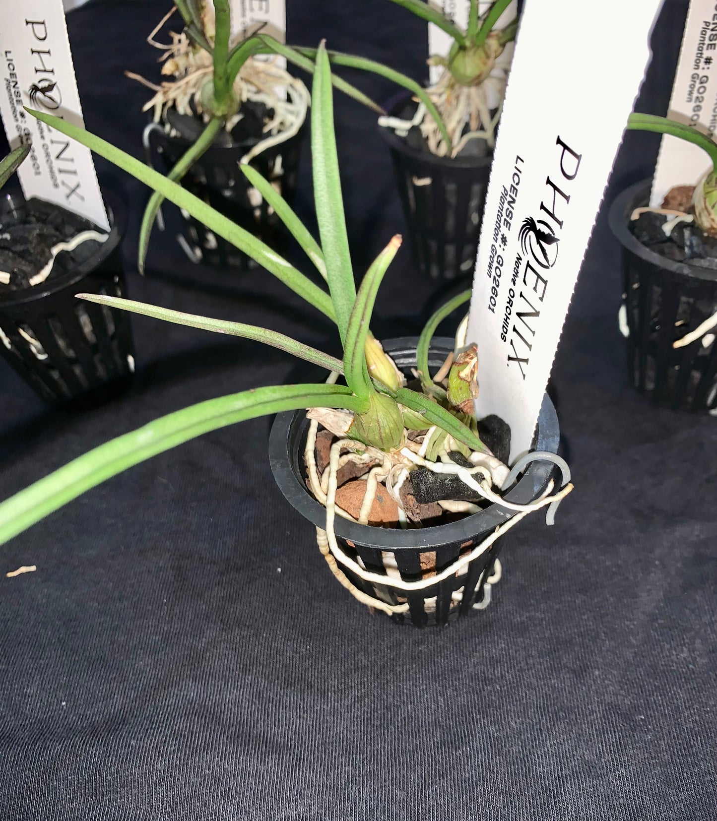 Dendrobium canaliculatum (Orange)