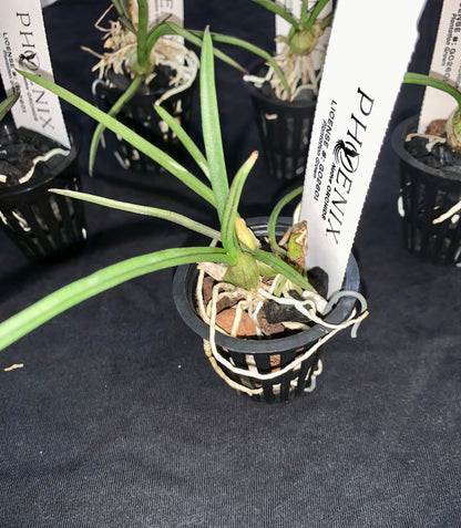 Dendrobium canaliculatum (Orange)