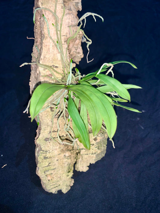 Sarcochilus falcatus