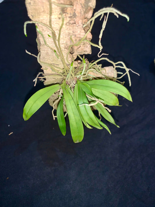 Sarcochilus falcatus