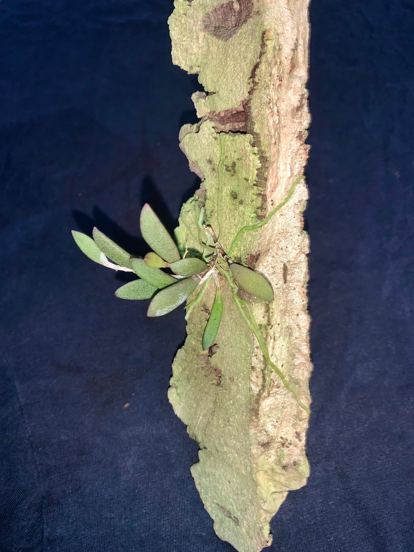 Dendrobium rigidum