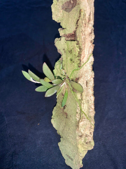 Dendrobium rigidum