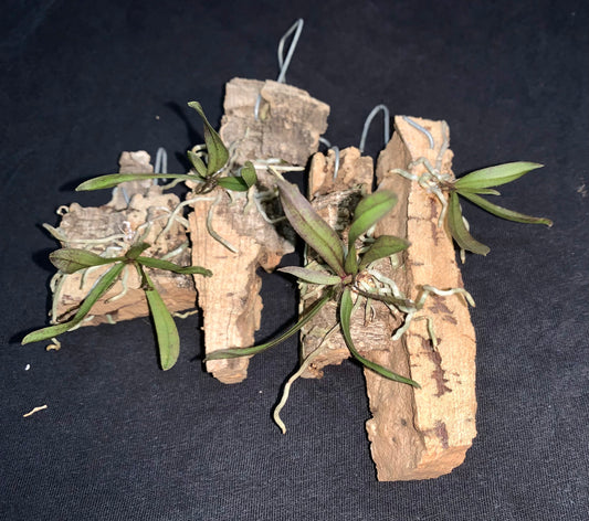 Sarcochilus dilatatus