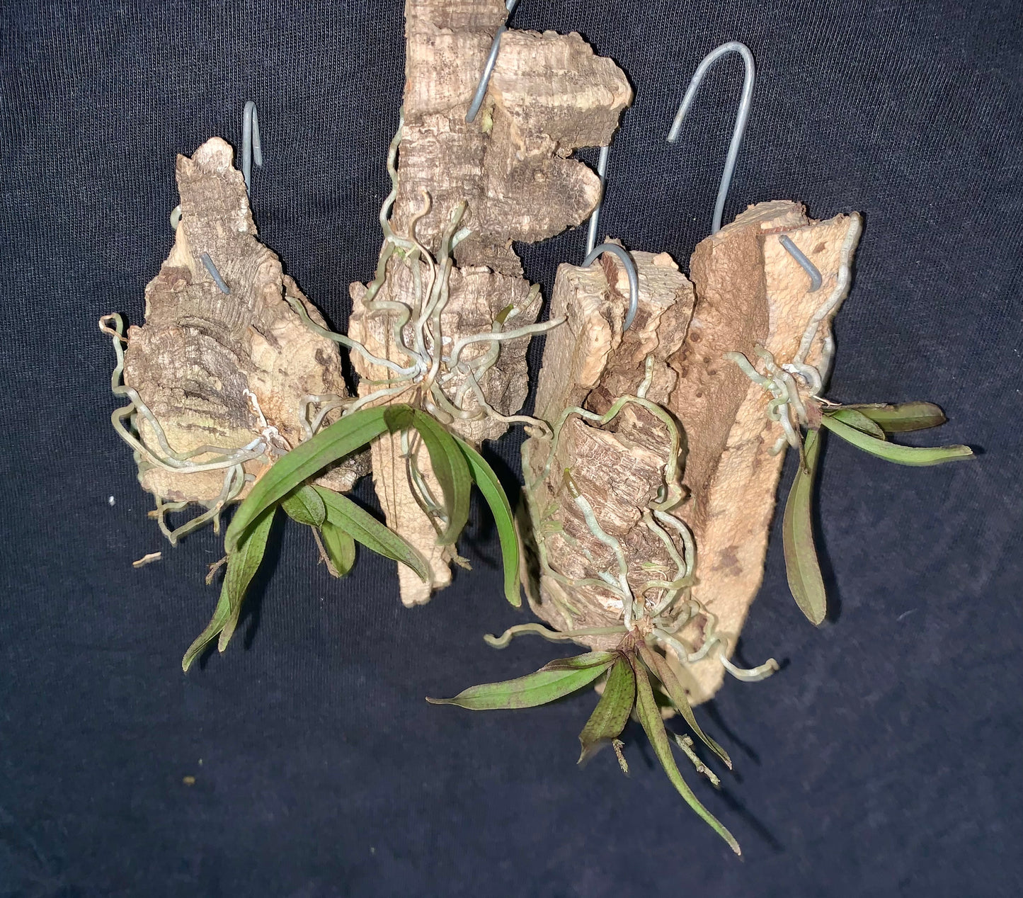 Sarcochilus dilatatus