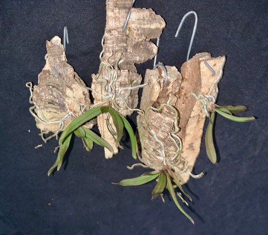 Sarcochilus dilatatus