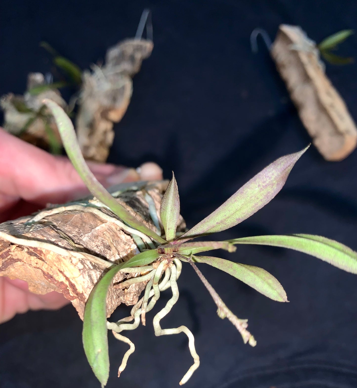 Sarcochilus dilatatus
