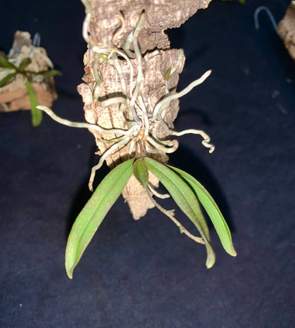 Sarcochilus dilatatus