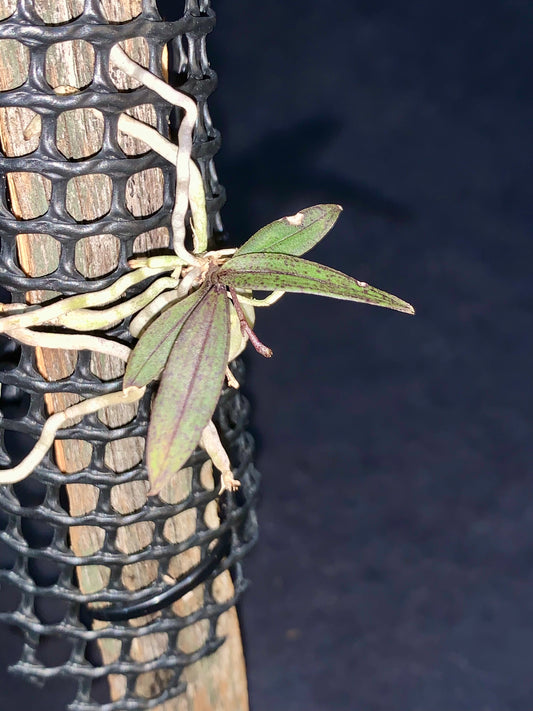 Saccolabiopsis armitii