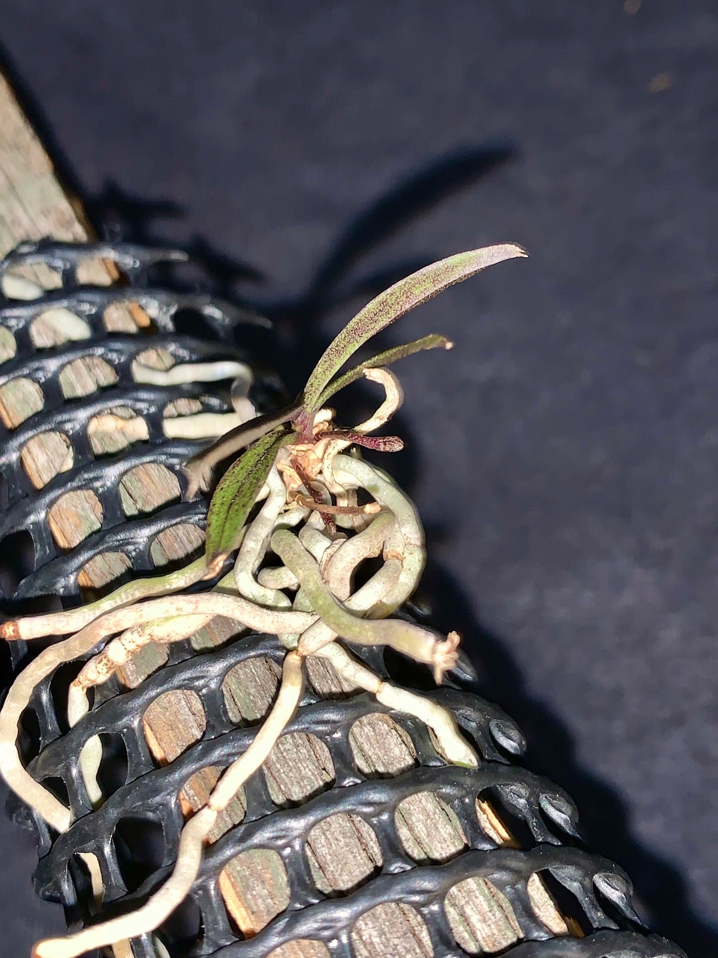 Saccolabiopsis armitii