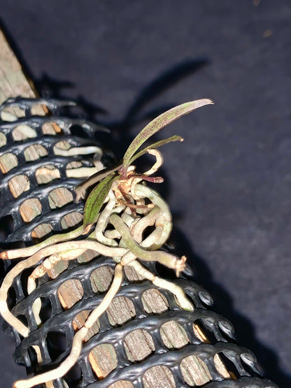 Saccolabiopsis armitii