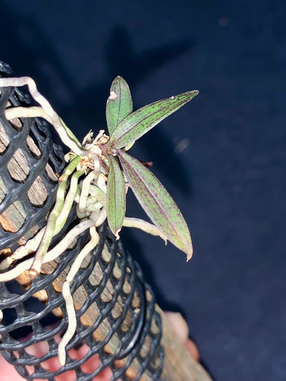 Saccolabiopsis armitii