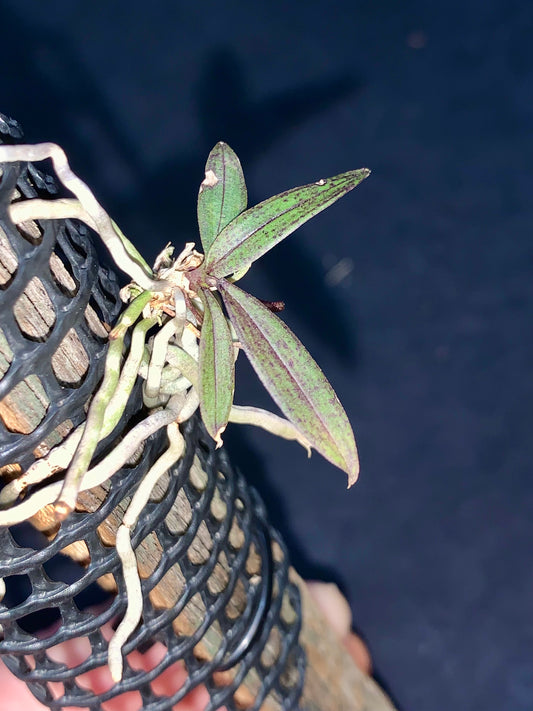 Saccolabiopsis armitii