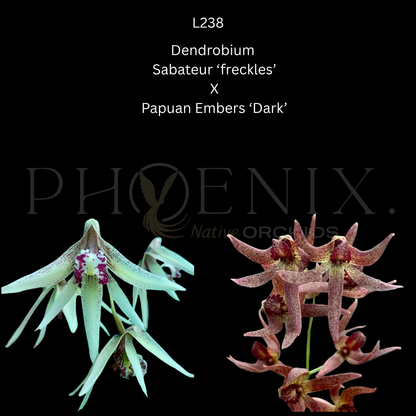 Sabateur 'freckles' X  Papuan Embers 'Dark'- 80mm pots