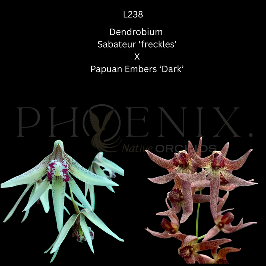 Sabateur 'freckles' X  Papuan Embers 'Dark'- 80mm pots